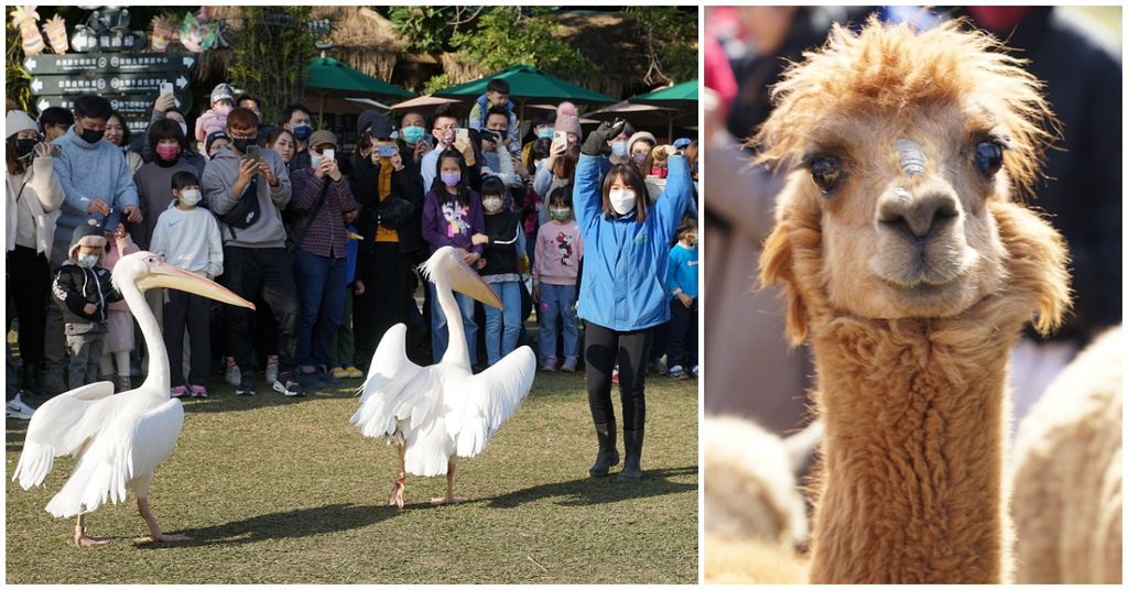 [遊記] 可愛羊駝散步/鵜鶘餵食秀 綠世界生態農場