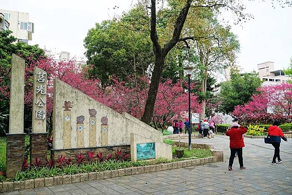 【中壢櫻花賞花景點推薦】超美八重櫻盛開中 櫻花林隧道拍照好去處 莒光公園