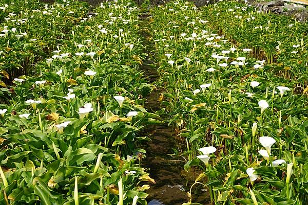 【2023竹子湖海芋季開跑】竹子湖地區農園地景藝術展示 台北市春遊熱門景點 竹子湖鐘聲幸福觀景台