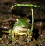 青蛙-3.jpg