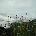 20100226_time1547_高山上的法國菊.jpg