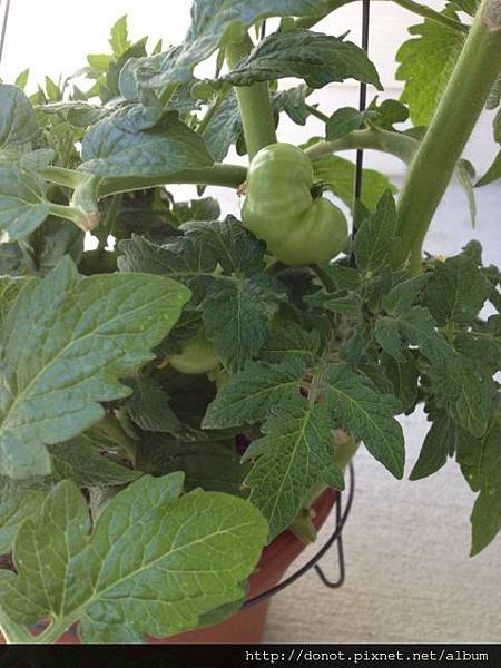 Week 2 番茄 01Jun2013-1 Week 2 番茄 01Jun2013-1
