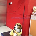 2012.02.23 donut dental cleaning-7