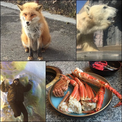 【北海道】北見狐狸村 層雲峽 旭山動物園北極熊好可愛 三大螃