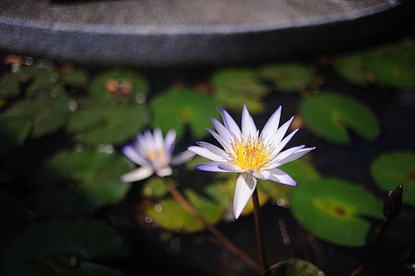 DSC_4672.jpg DSC_4672.jpg