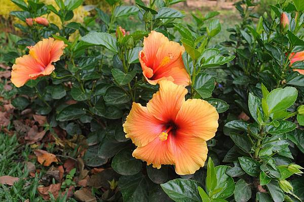 DSC_5151.jpg DSC_5151.jpg