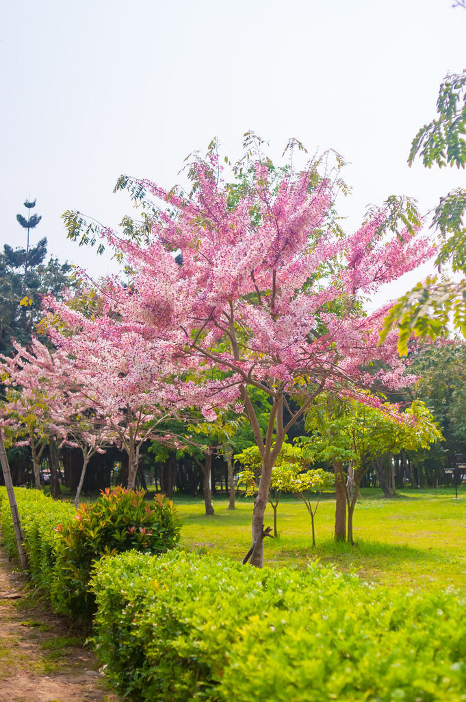 DSC_5227.jpg DSC_5227.jpg