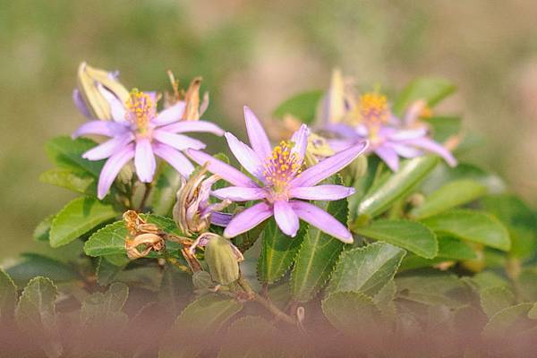 DSC_5240.jpg DSC_5240.jpg