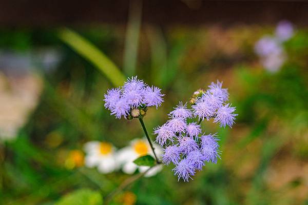 DSC_5246.jpg DSC_5246.jpg