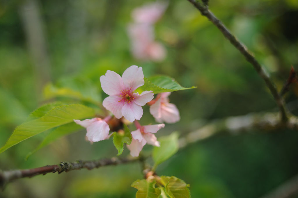 DSC_5254.jpg DSC_5254.jpg