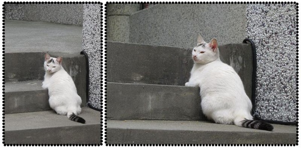 金瓜石.階梯上的貓1.jpg