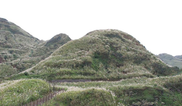 金瓜石-芒花季&登山步道.jpg