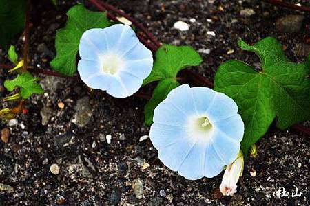 吳厝-牽牛花13-045.jpg