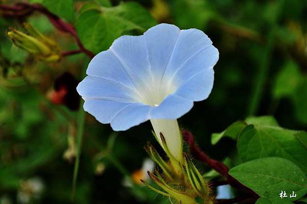 吳厝-牽牛花13-052.jpg