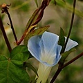 吳厝-牽牛花13-072.jpg