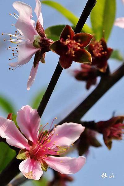 桃舞春風-新港菜公村2014-023.jpg