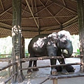 付費拍照的大象