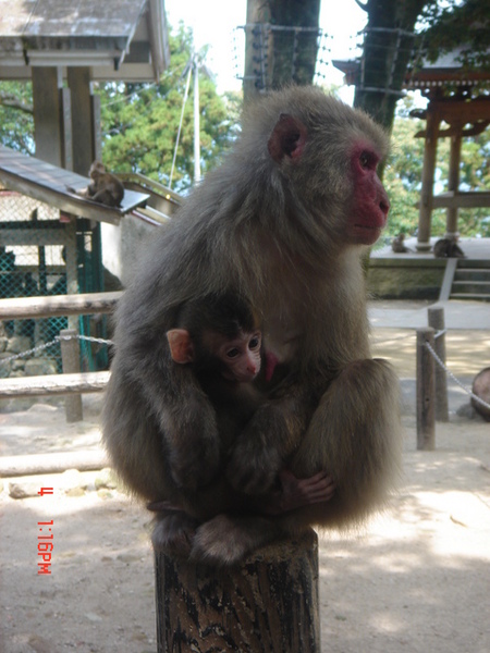 可愛的猴媽媽和寶寶