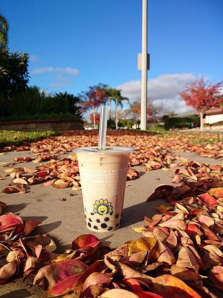 105.12.16lollicup.jpg 105.12.16lollicup.jpg