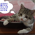 布雷-5.jpg