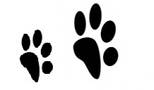 paw-163683_960_720