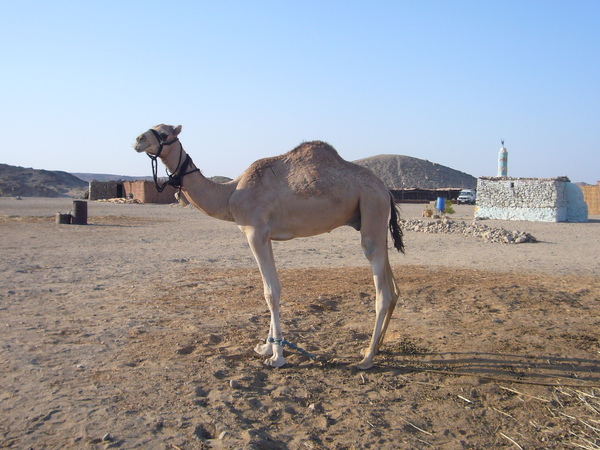 埃及的駱駝~單峰的.JPG