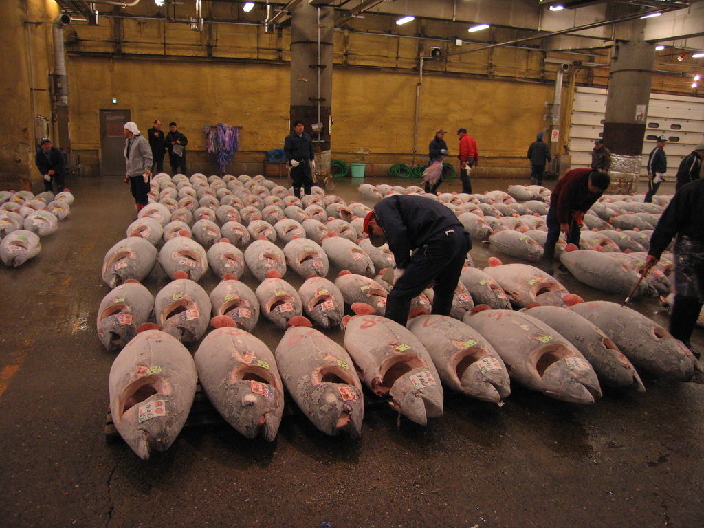 Tsukiji_Fish_market_and_Tuna