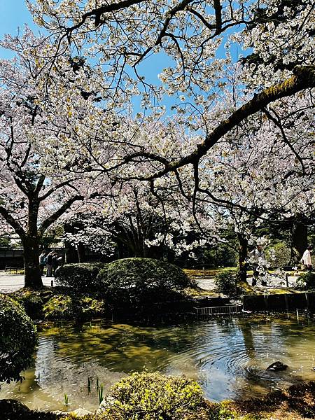 LINE_ALBUM_20230404東屋茶街、兼六園、名花之里、德川園、天守閣_230413_60.jpg