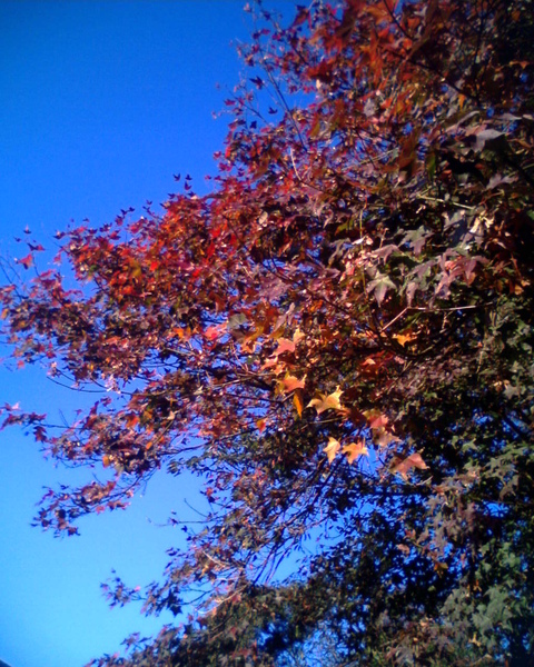 紅葉楓樹