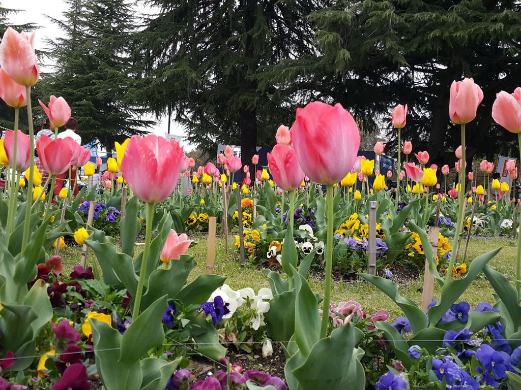 日本 15 3關西賞櫻day8 名古屋鶴舞公園 朵麗絲的旅遊日記doris Travel Diary 隨意窩xuite日誌 日本 15 3關西賞櫻day8 名古屋鶴舞公園 朵麗絲的旅遊日記doris Travel Diary 隨意窩xuite日誌
