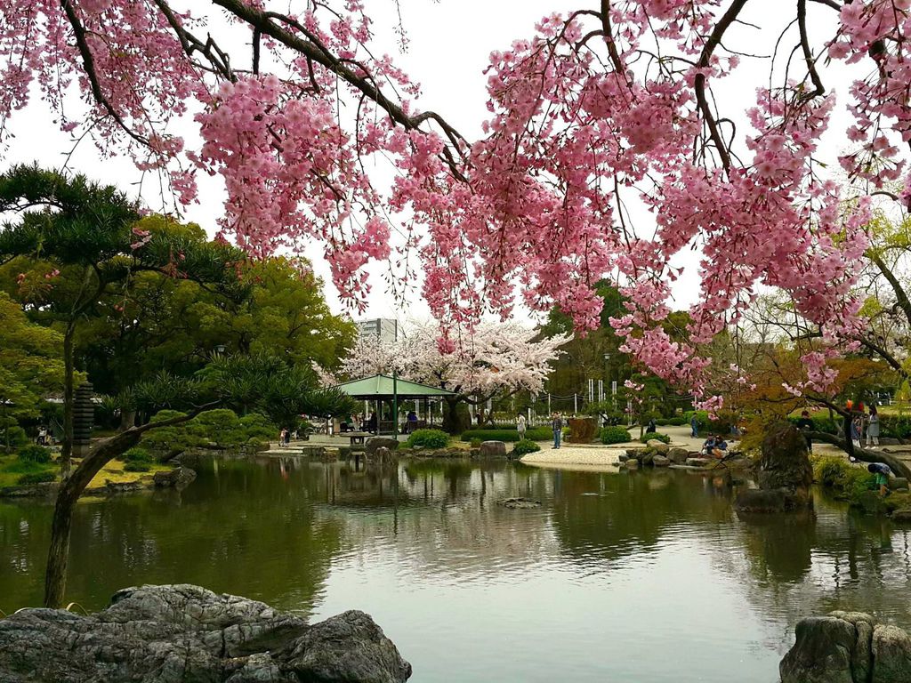 日本 15 3關西賞櫻day8 名古屋鶴舞公園 朵麗絲的旅遊日記doris Travel Diary 隨意窩xuite日誌