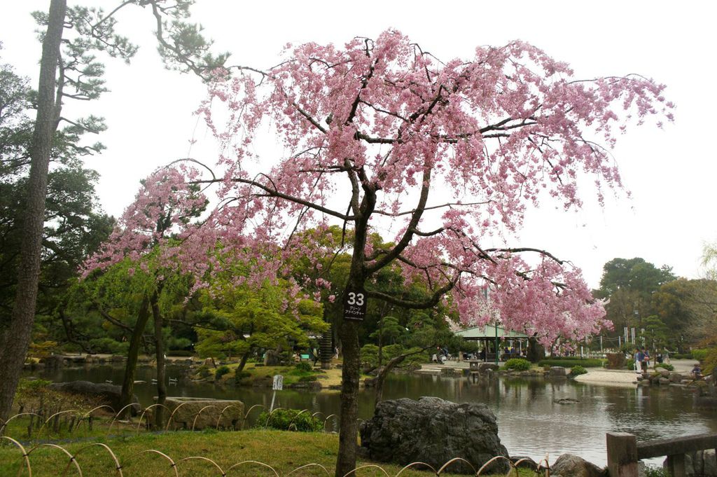 日本 15 3關西賞櫻day8 名古屋鶴舞公園 朵麗絲的旅遊日記doris Travel Diary 痞客邦 日本 15 3關西賞櫻day8 名古屋鶴舞公園 朵麗絲的旅遊日記doris Travel Diary 痞客邦