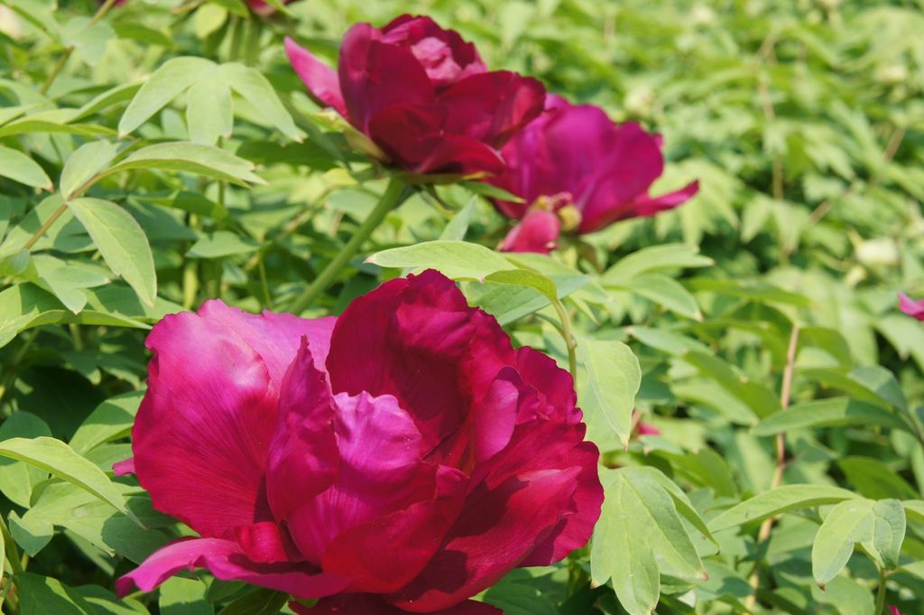 DSC03690_1.JPG DSC03690_1.JPG