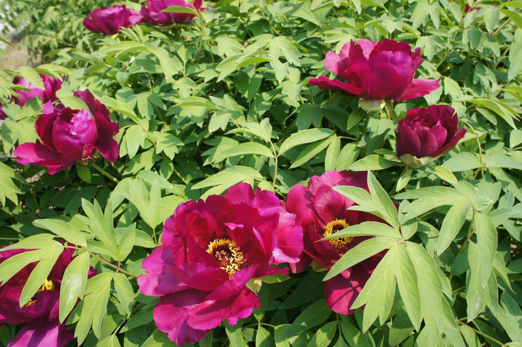 DSC03691_1.JPG DSC03691_1.JPG