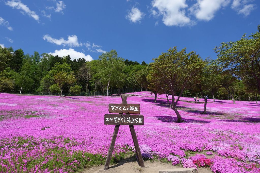 日本北海道 芝櫻一日團 滝上芝桜公園 上湧別鬱金香花園 朵麗絲的旅遊日記doris Travel Diary 隨意窩xuite日誌 日本北海道 芝櫻一日團 滝上芝桜公園 上湧別鬱金香花園 朵麗絲的旅遊日記doris Travel Diary 隨意窩xuite日誌