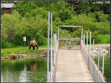 才過橋就有一隻棕熊