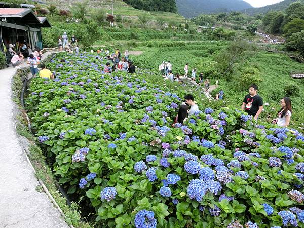 #陽明山 #繡球花 #大梯田 #倔強朵力 #朵力