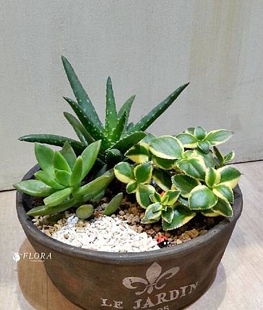 2016120 蘇小姐_6068.jpg