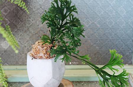 IMG_1379.JPG IMG_1379.JPG