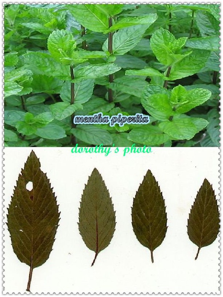 mentha_piperita(dorothy).jpg