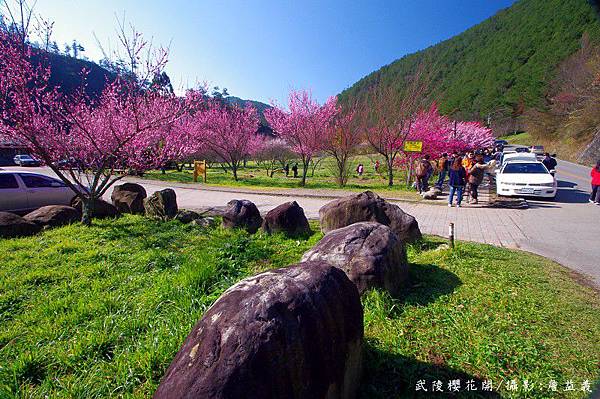 武陵農場櫻花