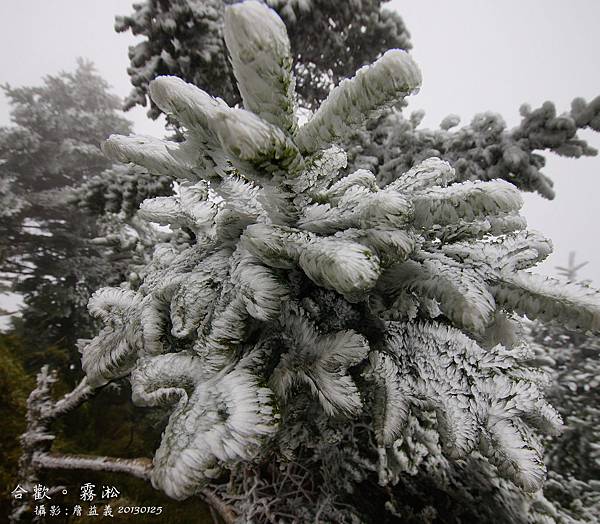 20130125合歡山霧淞