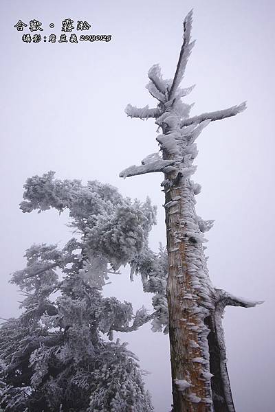 20130125合歡山霧淞