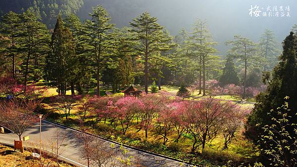 武陵農場紅梅花