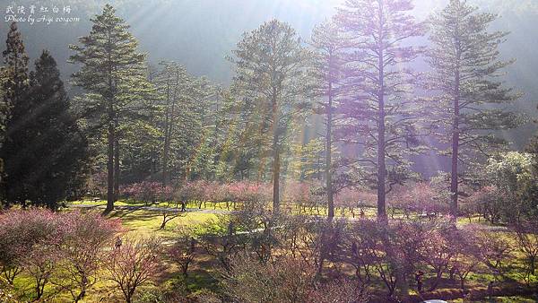 武陵農場紅梅花