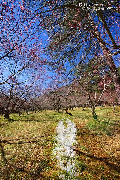 0119再訪　武陵紅梅花