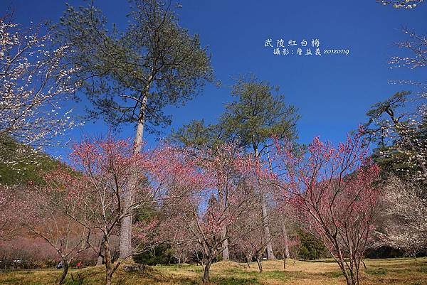 0119再訪　武陵紅梅花