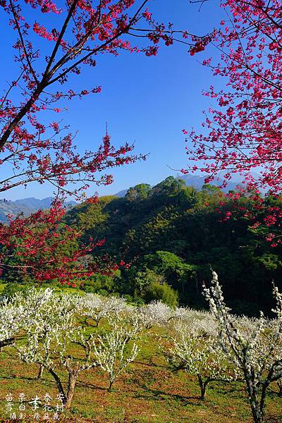 2014苗栗泰安李花