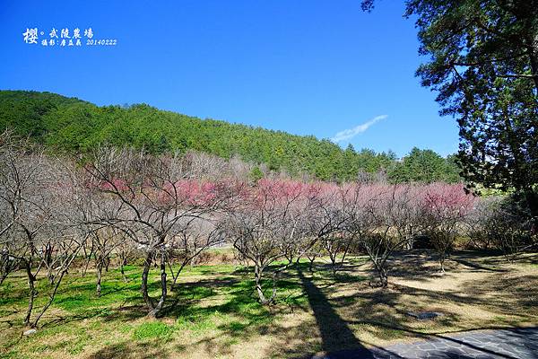 20140222武陵農場櫻花