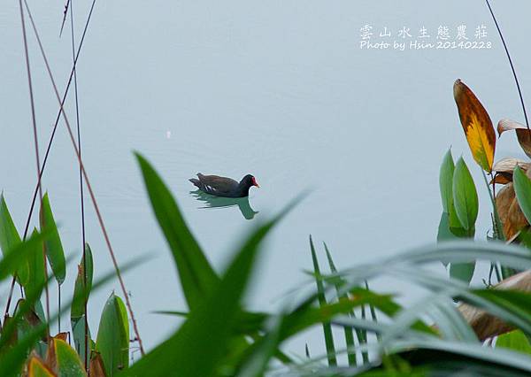 雲山水